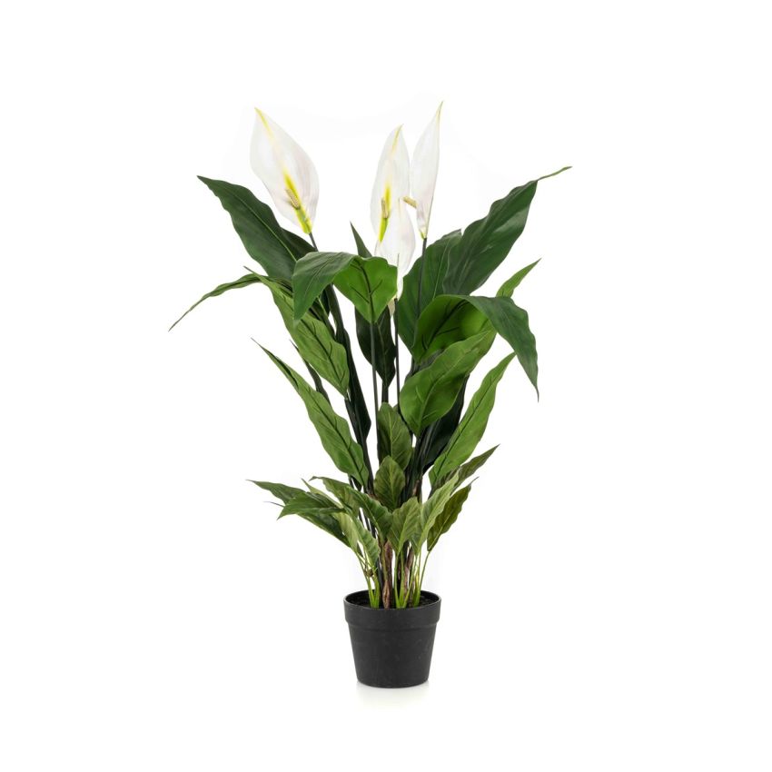 Spathiphyllum plant 90cm