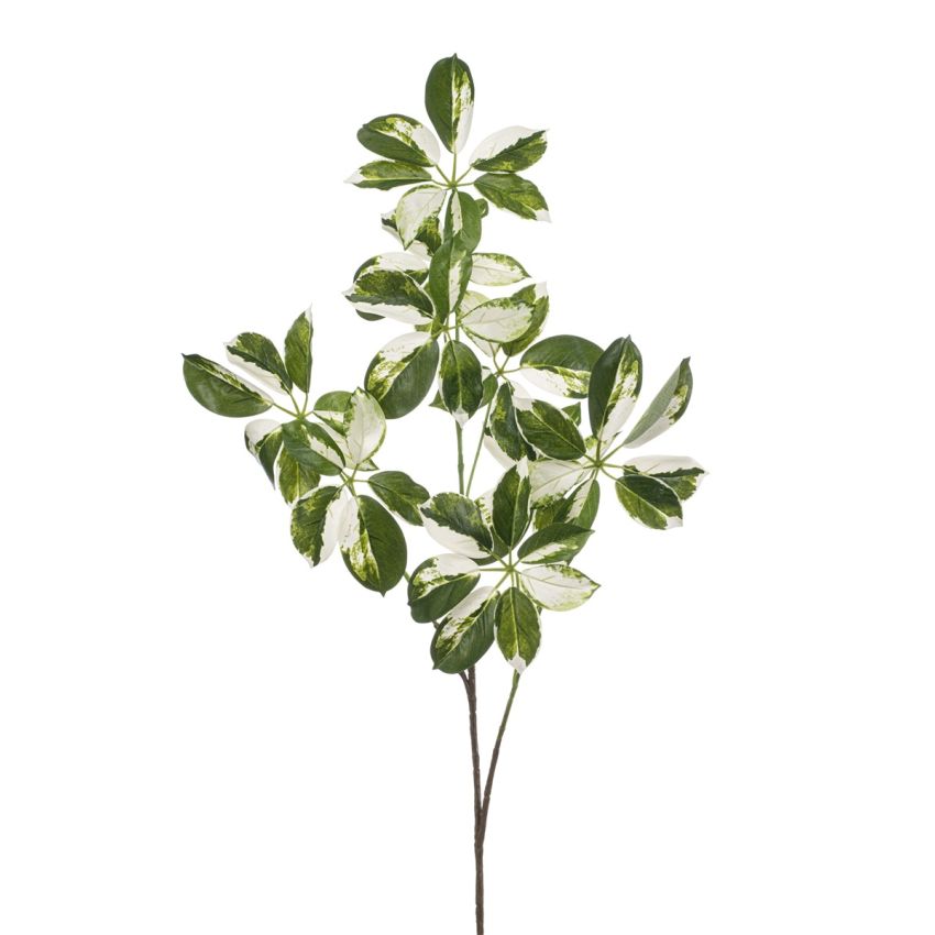 Schefflera spray green/white 110cm