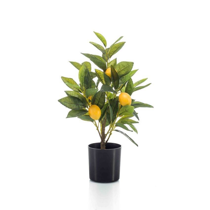 Lemon tree w5 fruits in pot 40cm