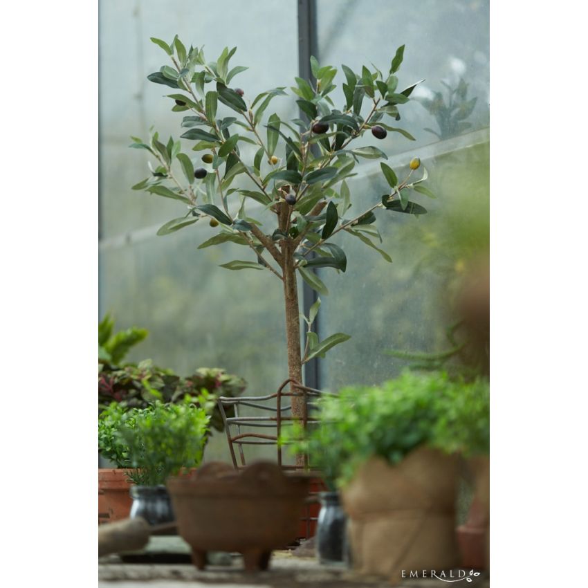 Olive mini tree in pot 65cm
