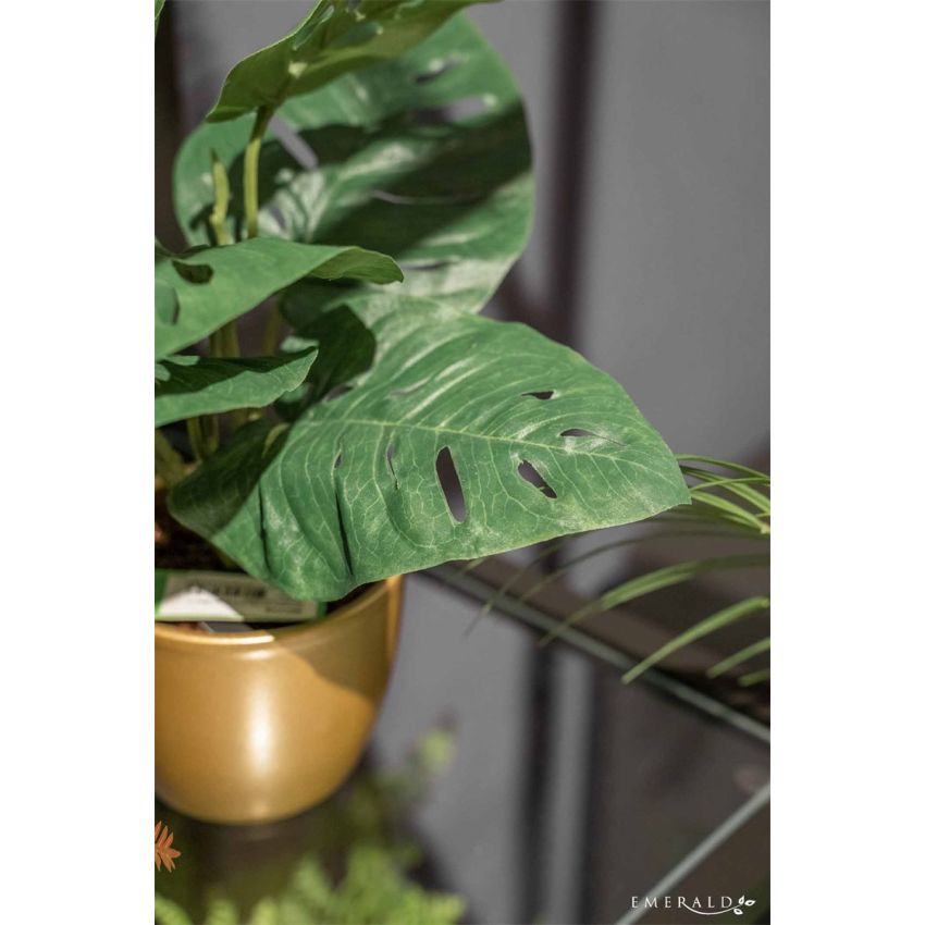 Monstera monkey bush green 30cm in pearlgold pot
