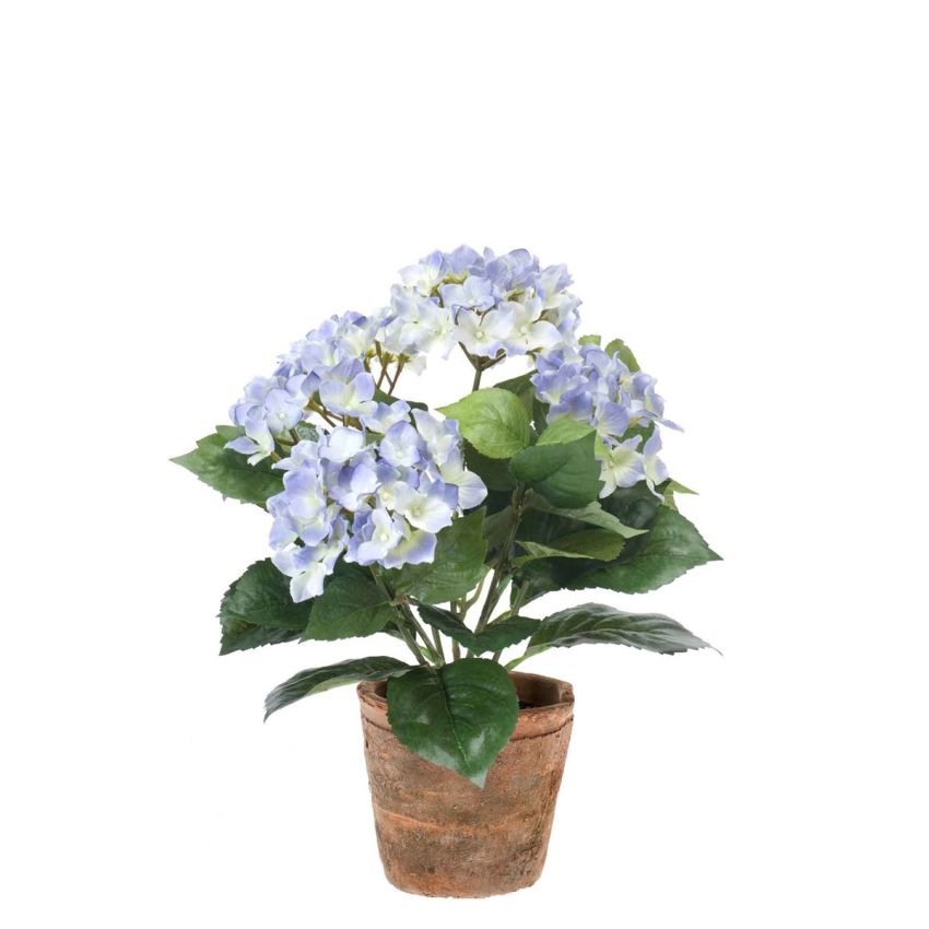 Hydrangea bush lt blue 40cm in tc pot aged