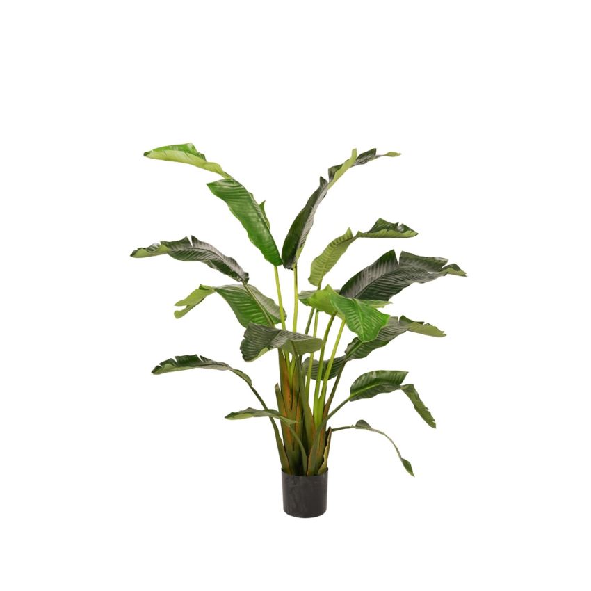 Strelitzia plant 170cm (knock down packing)