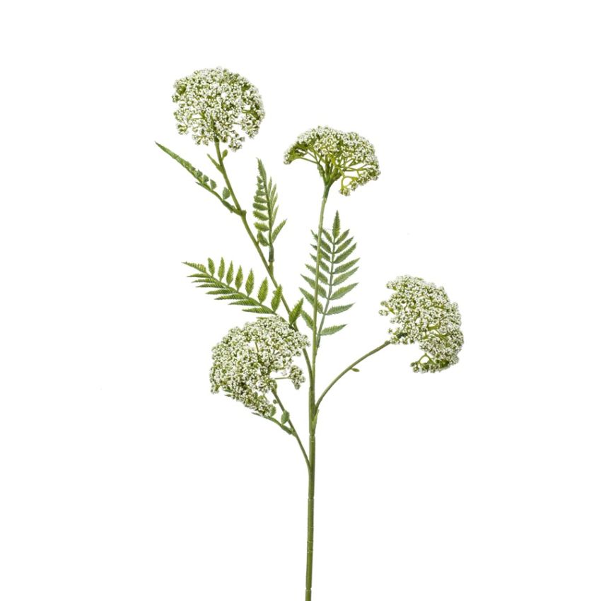 Achillea spray cream 60cm
