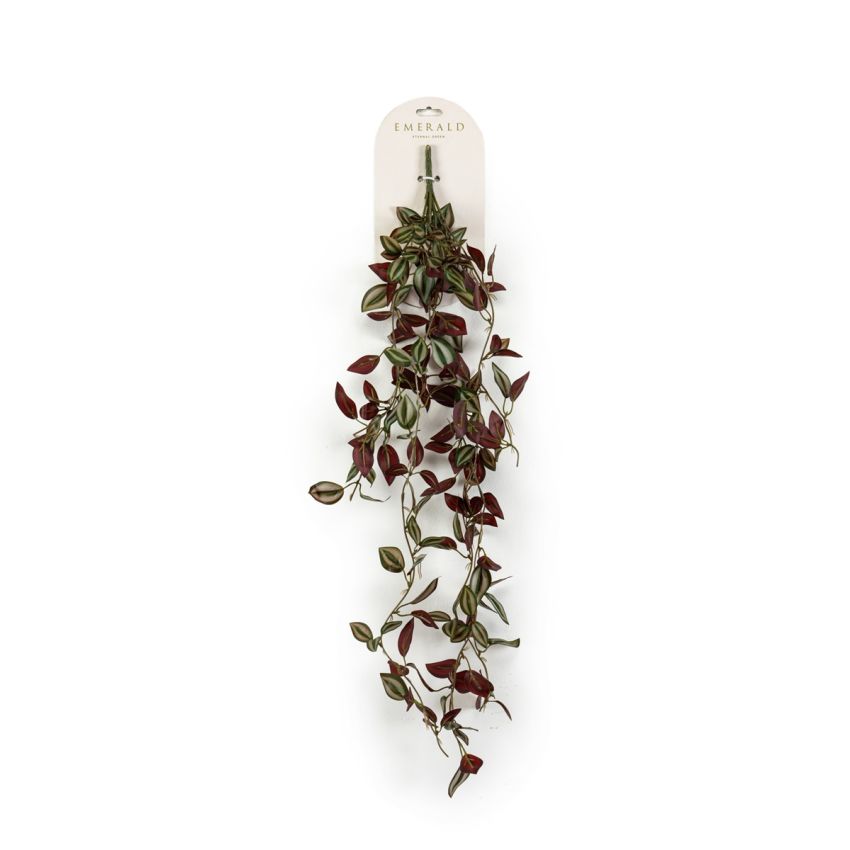 Tradescantia hanging bush green/burgundy 85cm