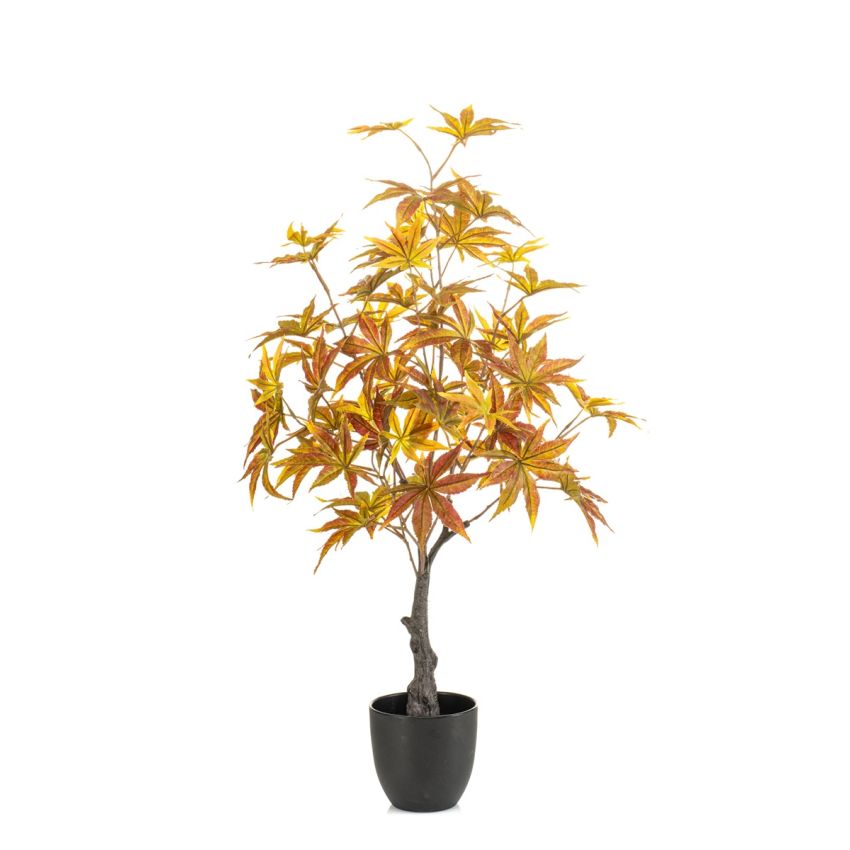Maple japanese tree green/red in pot 80cm