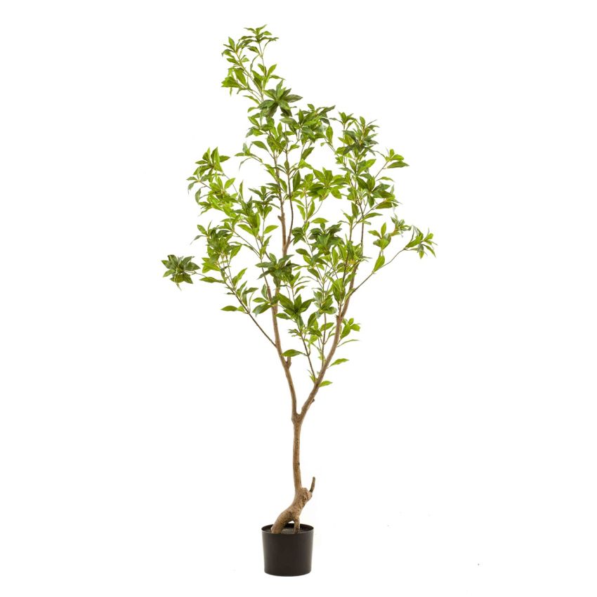 Tea leaf tree 185cm