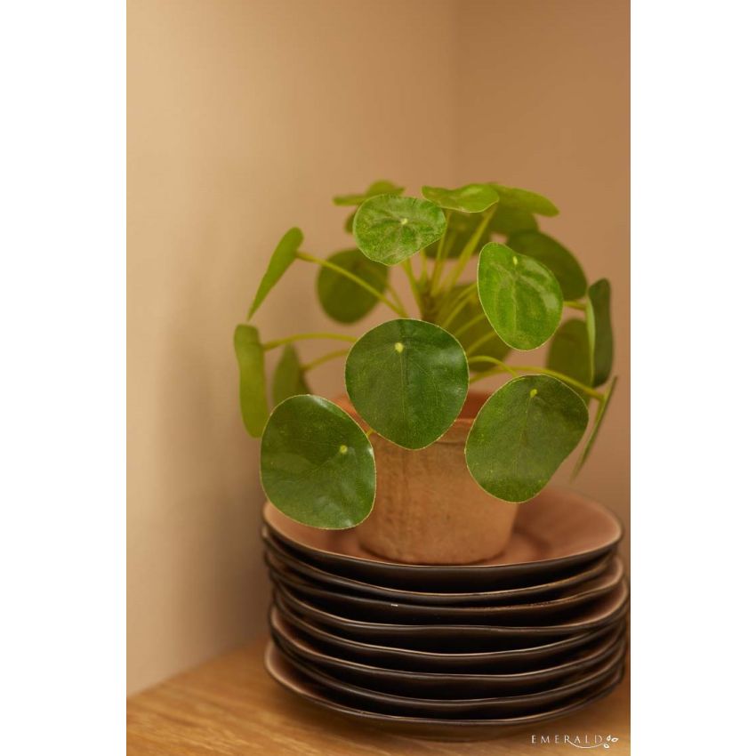 Pilea mini bush 15cm in tc pot aged