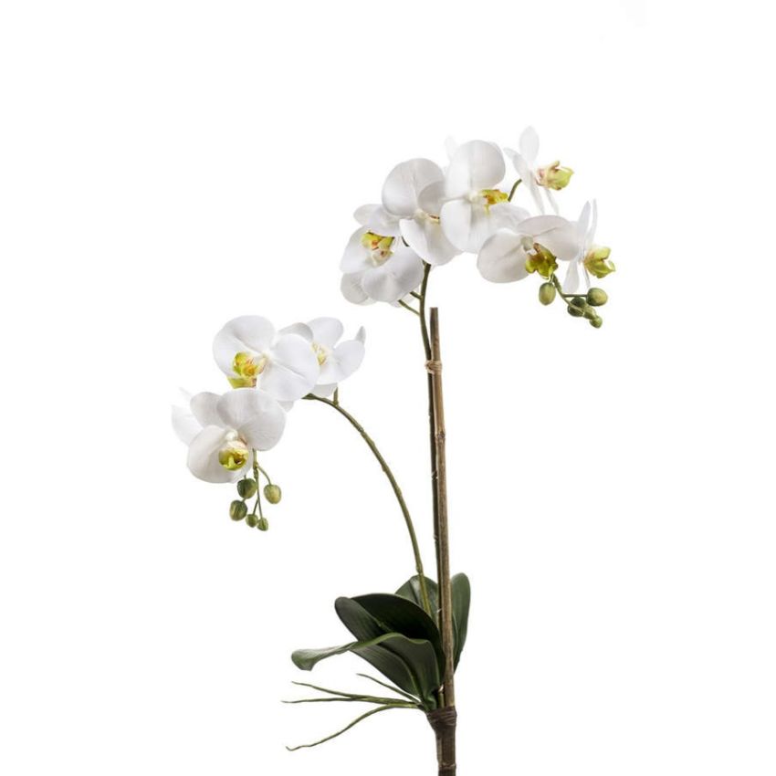 Phalaenopsis bush RT white 65cm