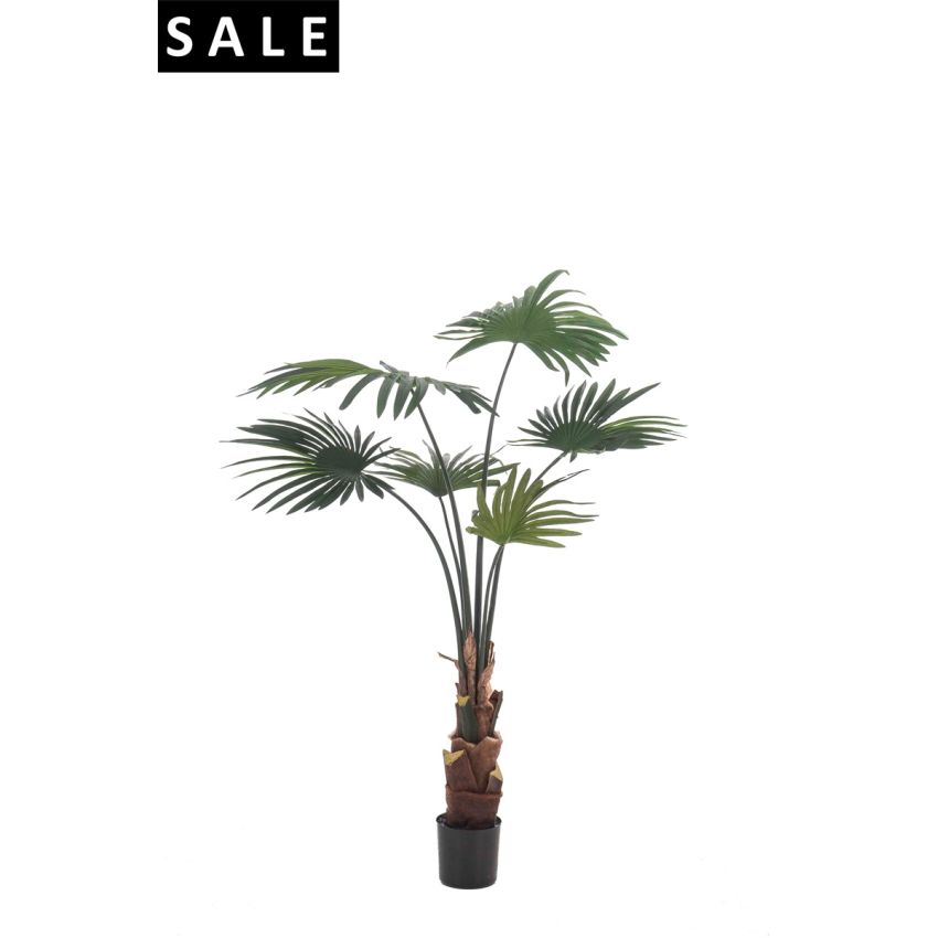 Palm livistona 110cm/6lvs