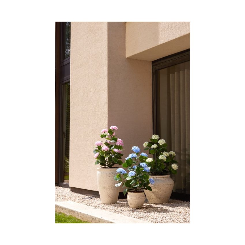Hydrangea blue UV in pot 90cm