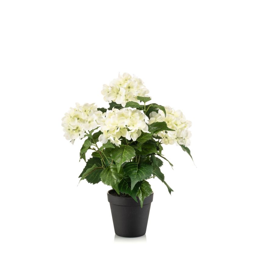 Hydrangea bush white/green 40cm in black pot