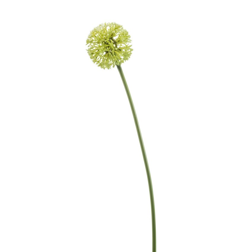 Allium spray green 60cm