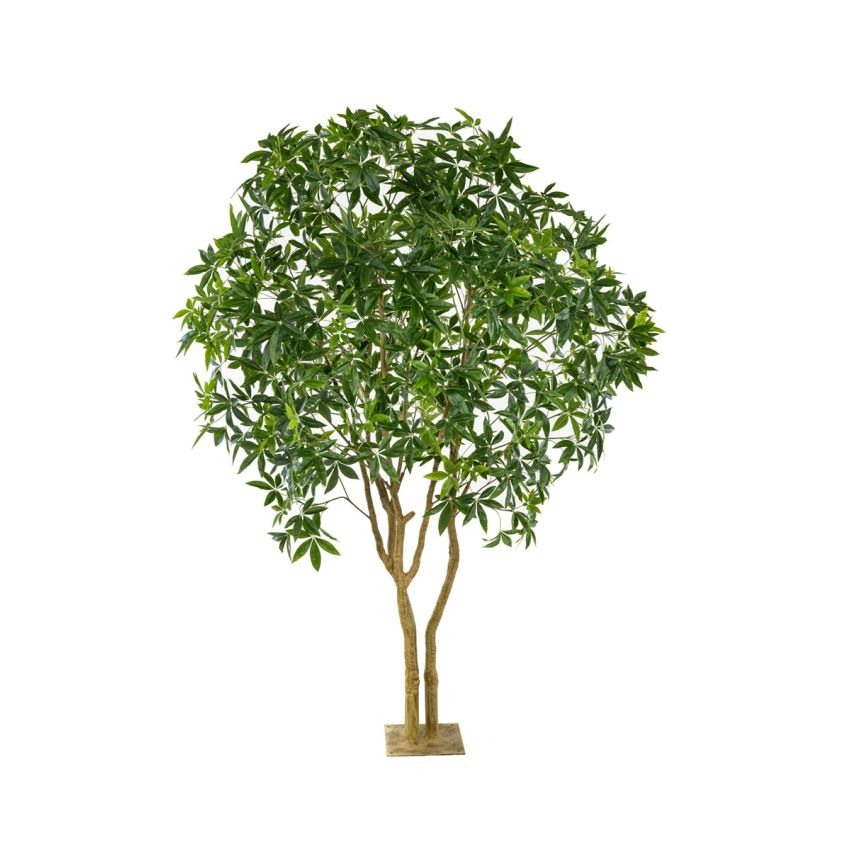 Pachira multi trunk tree 285cm (knock down packing)
