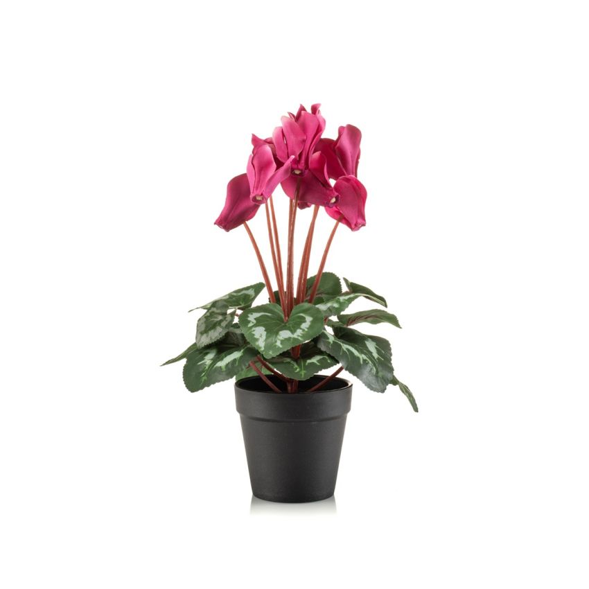 Cyclamen bush hot pink 30cm in black pot