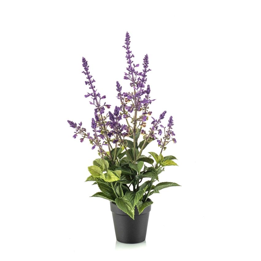 Salvia bush lavender in pot 45cm
