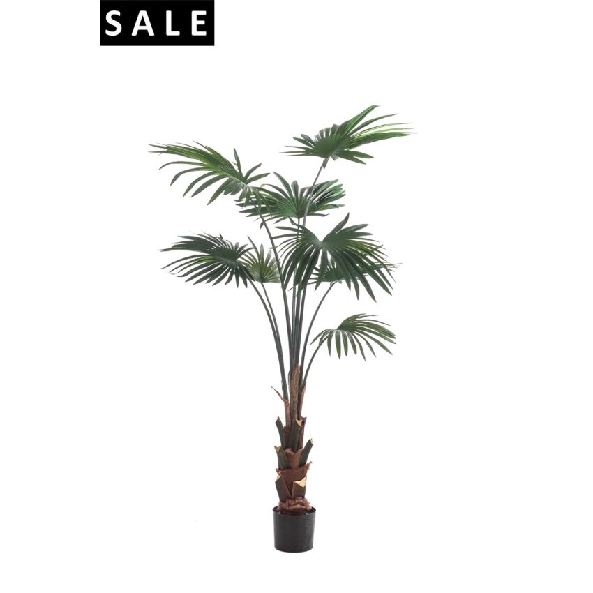 Palm livistona 150cm/8lvs