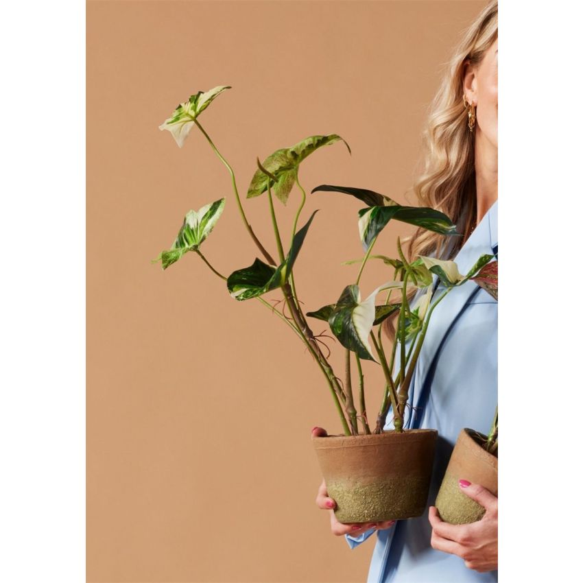 Caladium green/white in aged pot 60cm