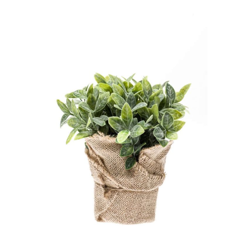 Mint bush in jute pot 19cm