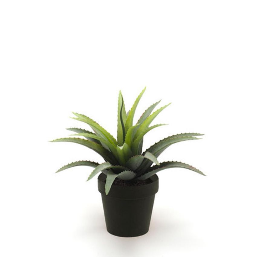 Agave bush green 26cm in black pot