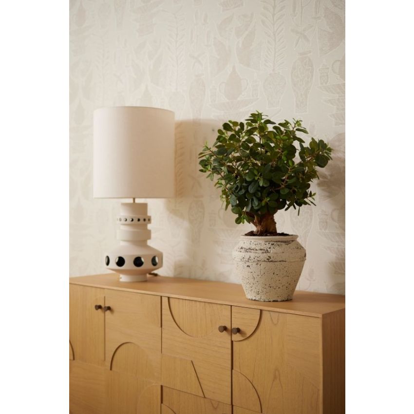 Ficus panda botanica tree 70cm