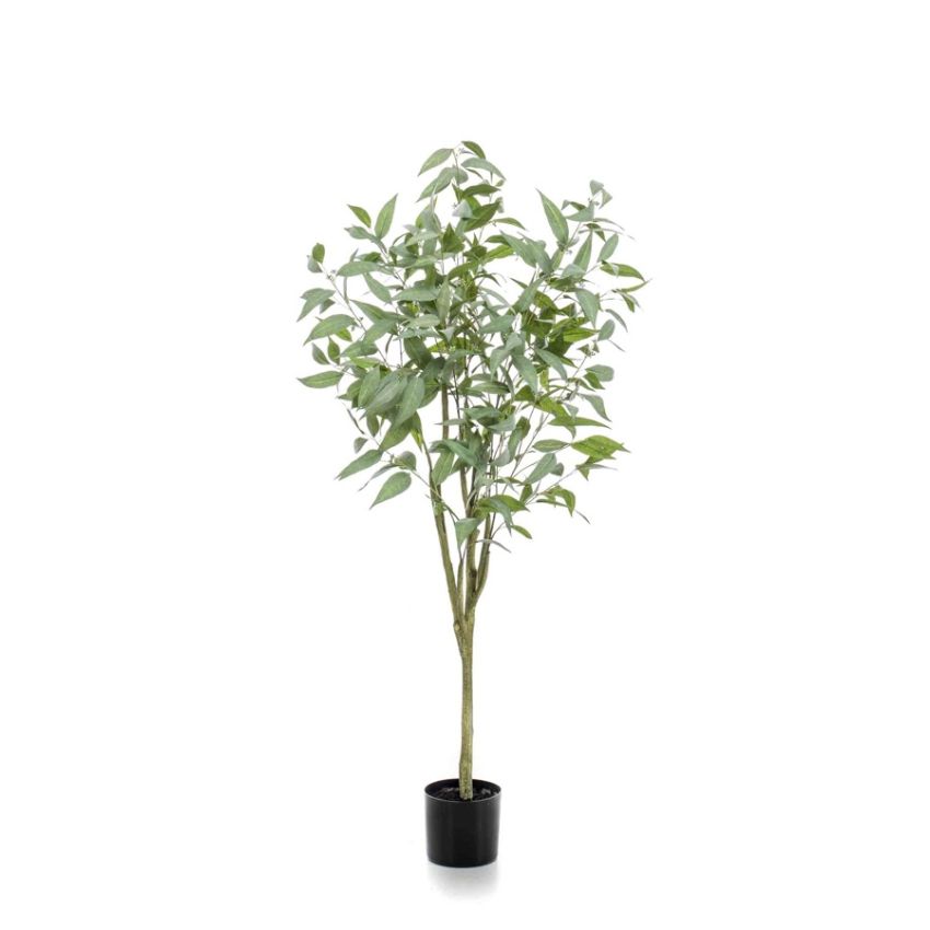 Eucalyptus globulus tree 150cm