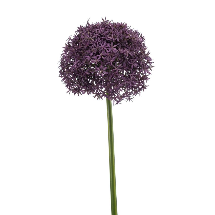 Allium giant spray purple 90cm