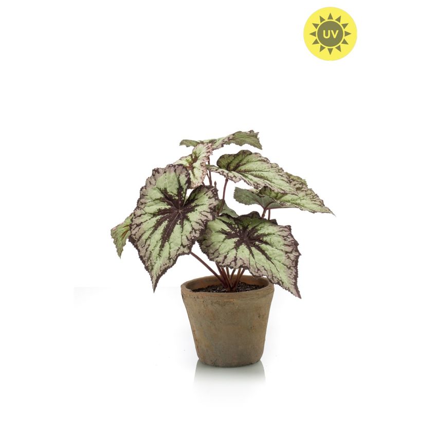 Begonia leaves bush UV grey/purple 26cm in tc pot aged