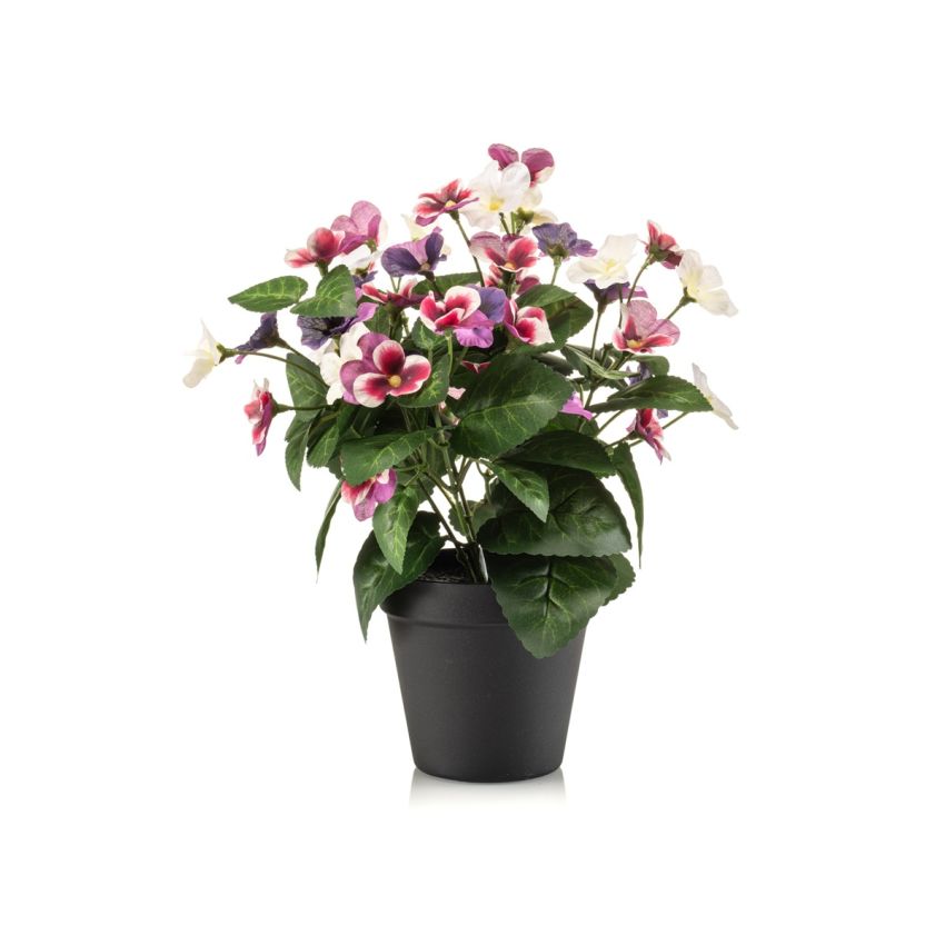 Pansy bush fuchsia/purple 29cm in black pot