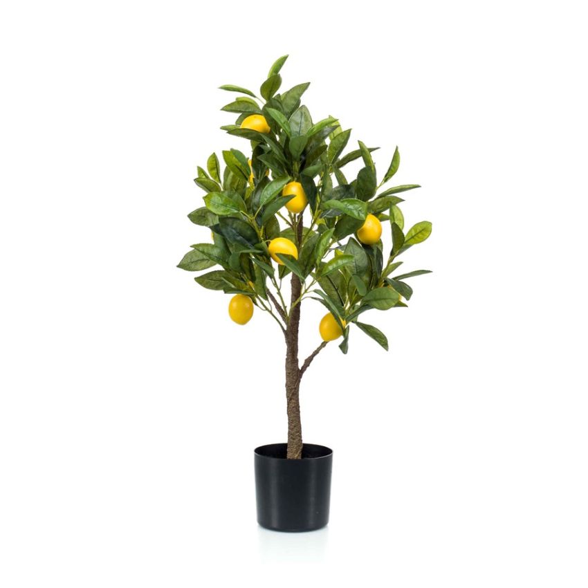 Lemon tree in pot 72cm
