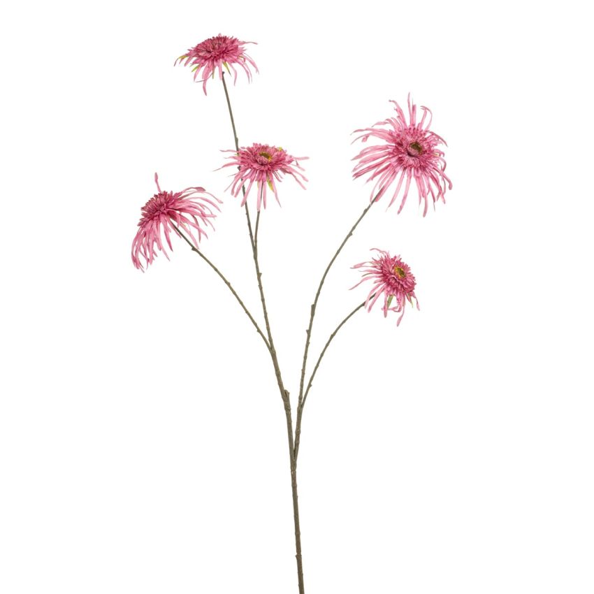 Chrysantum spider spray pink 110cm