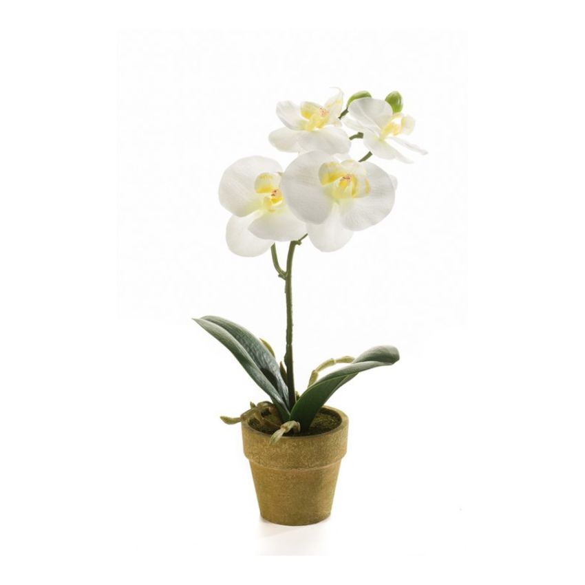 Phalaenopsis mini cream in paper pot 25cm