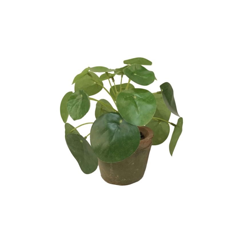 Pilea mini bush 15cm in tc pot aged
