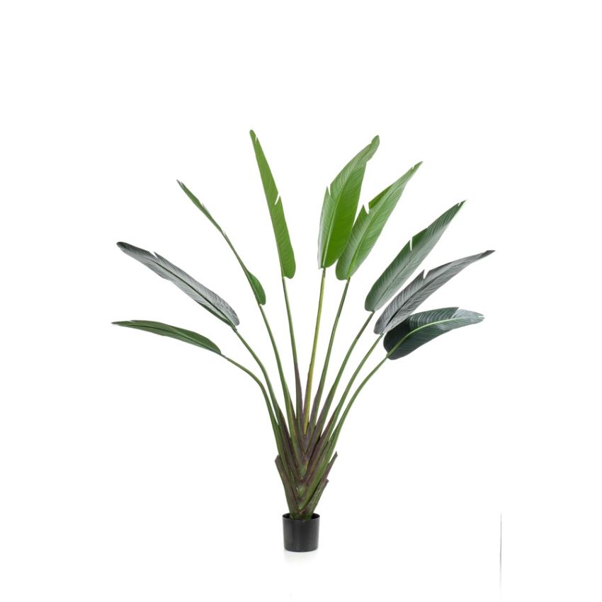 Strelitzia plant 180cm