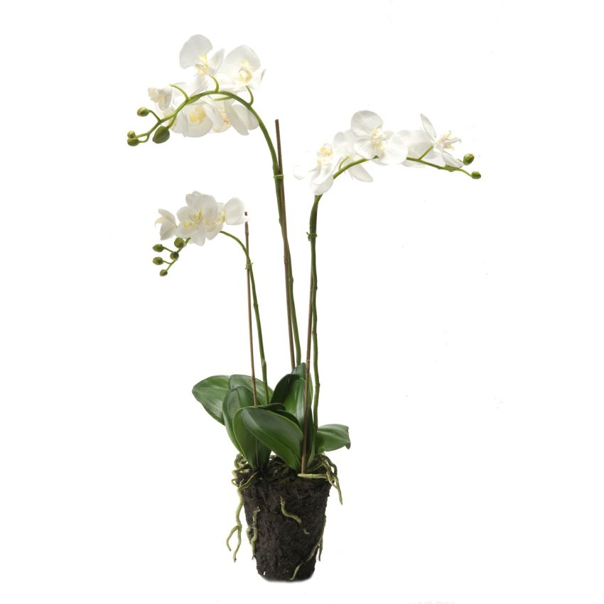 Phalaenopsis white soiled 75cm