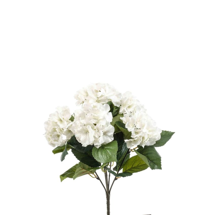 Hydrangea bush x5 40cm cream