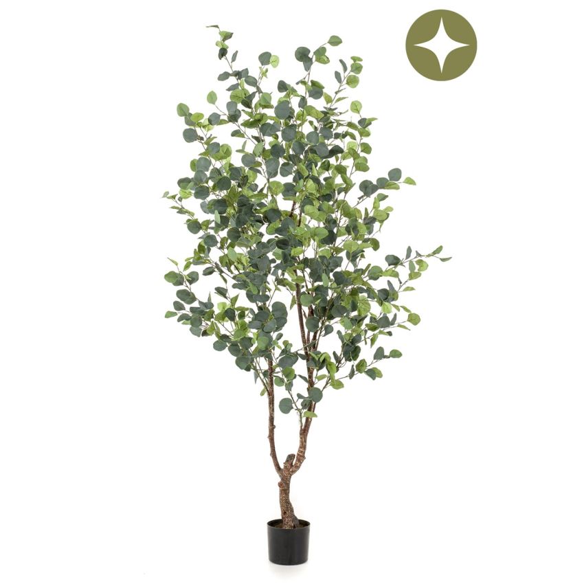 Eucalyptus tree 180cm