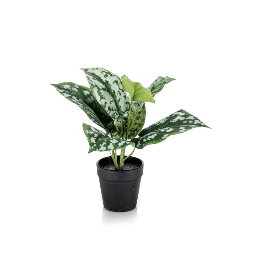 Scindapsus pictus bush green/grey 30cm in black pot