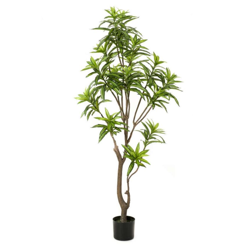 Dracaena plant 155cm