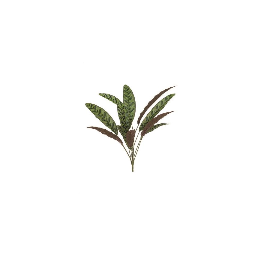 Calathea bush green/burgundy 70cm