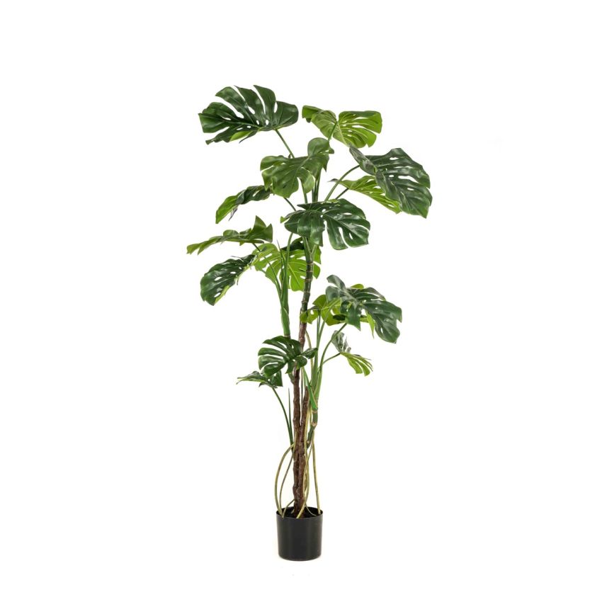 Monstera x3 w air roots 180cm (knock down packing)