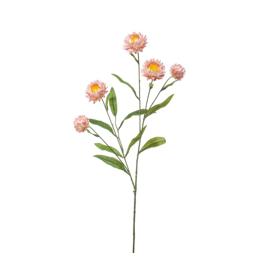 Xerochrysum spray pink 70cm
