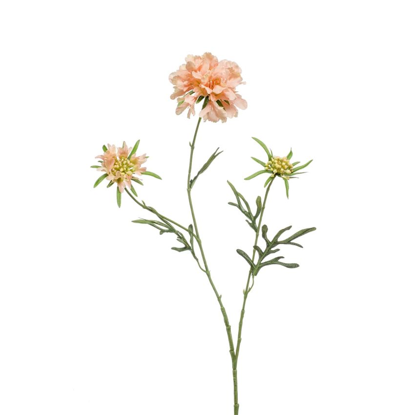 Scabiosa spray peach 77cm