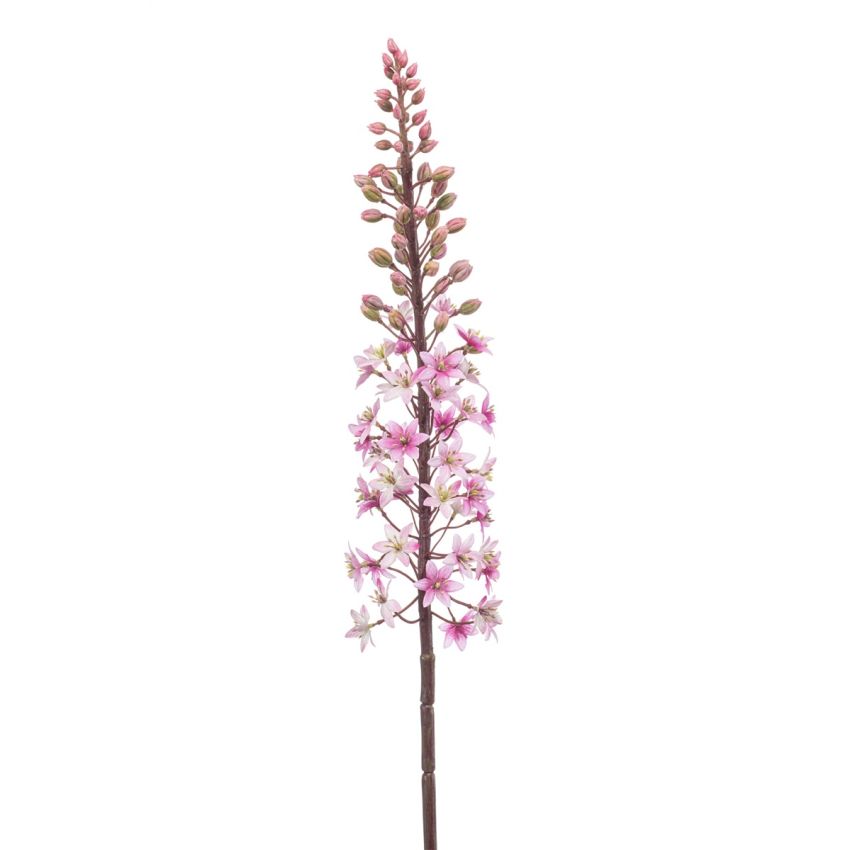Eremurus spray pink 95cm