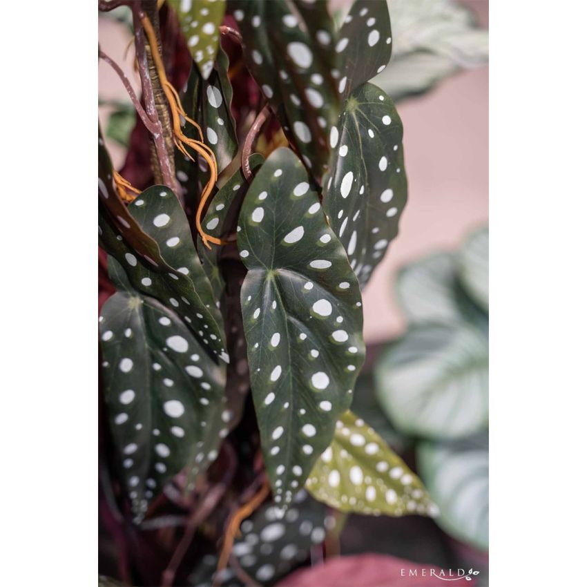 Begonia maculata 3 stems 75cm