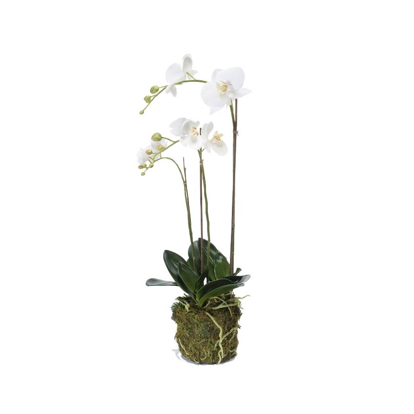 Phalaenopsis plant w moss white 70cm