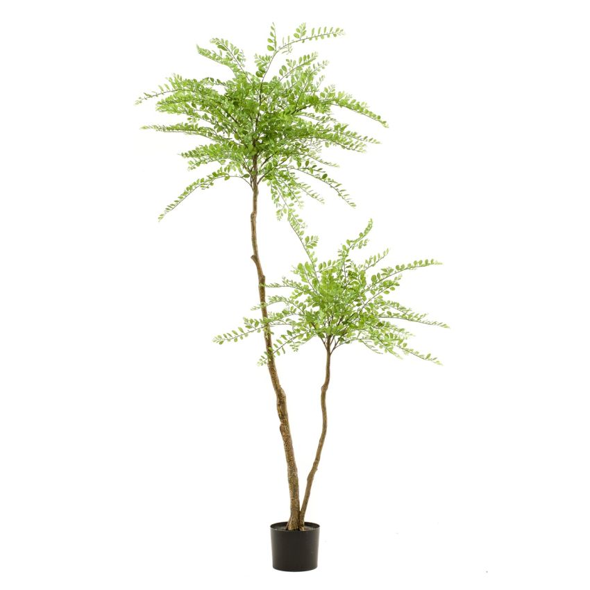 Sophora tree x2190cm