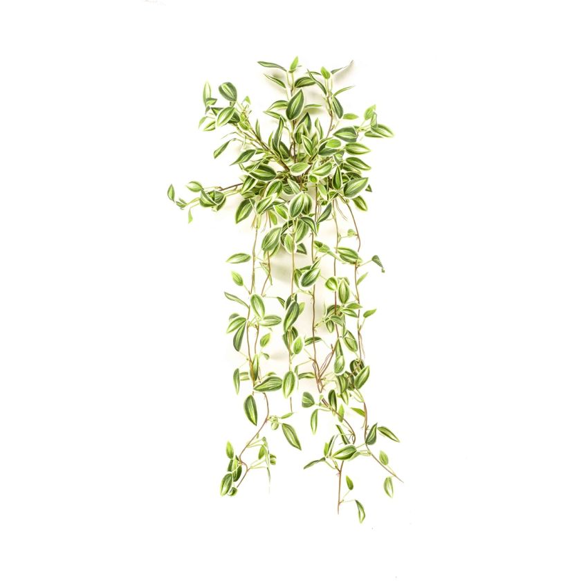 Tradescantia hanging bush green/white 70cm