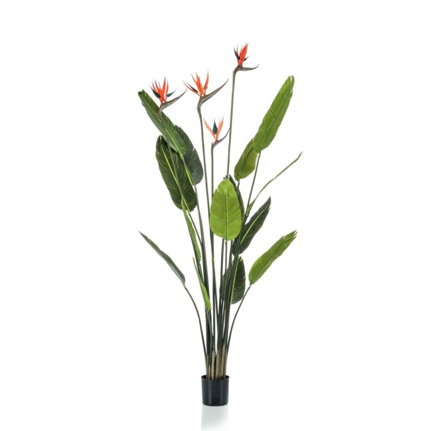 Strelitzia plant w4 flowers 150cm