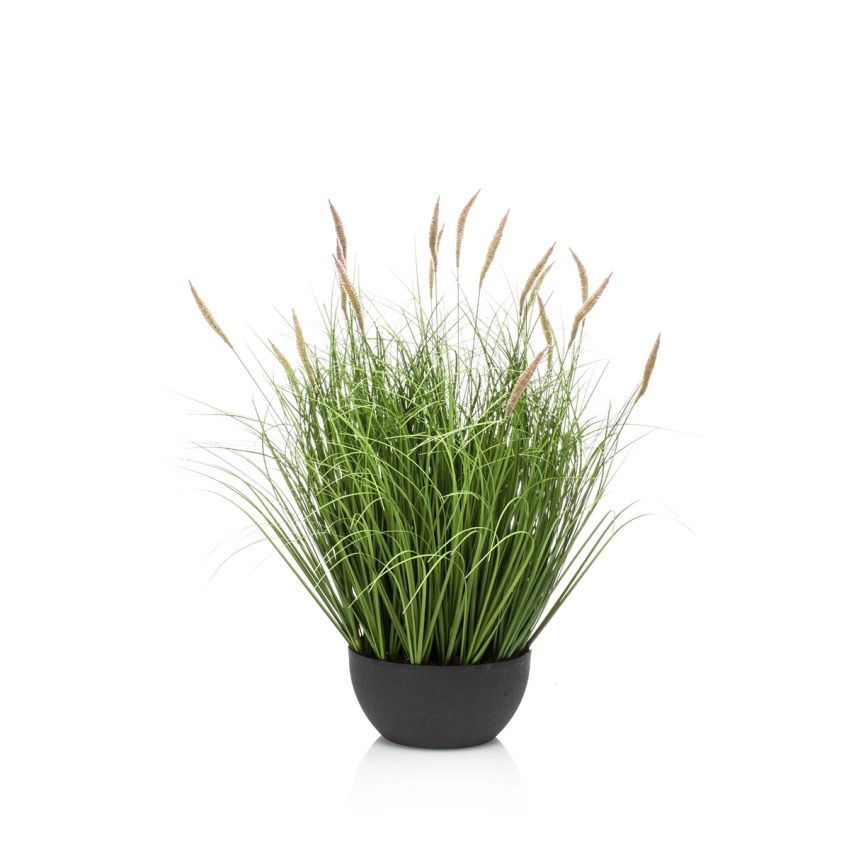 Pennisetum grass in bowl 60cm